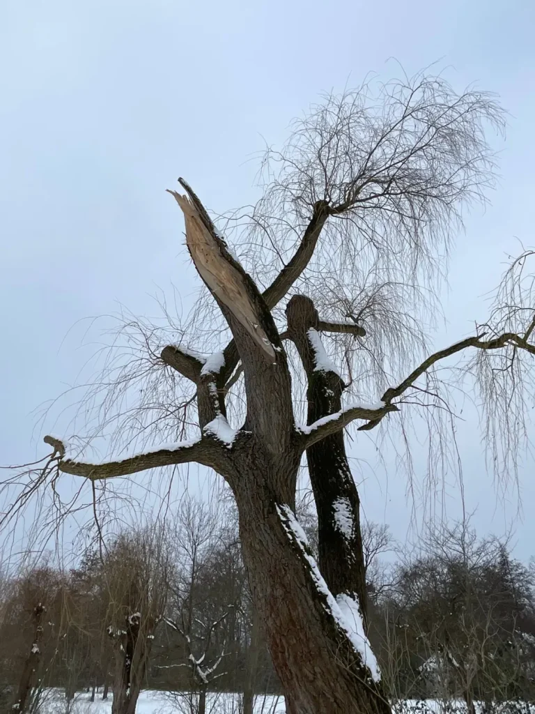 Kommunen für biologische Vielfalt - Praxisbeispiel - Stadt Lehrte - Weidenbruch statt Fällung6