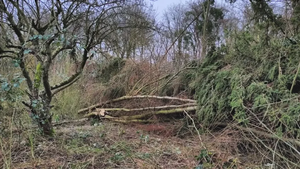 Kommunen für biologische Vielfalt - Praxisbeispiel - Stadt Lübeck - Grün für alle1