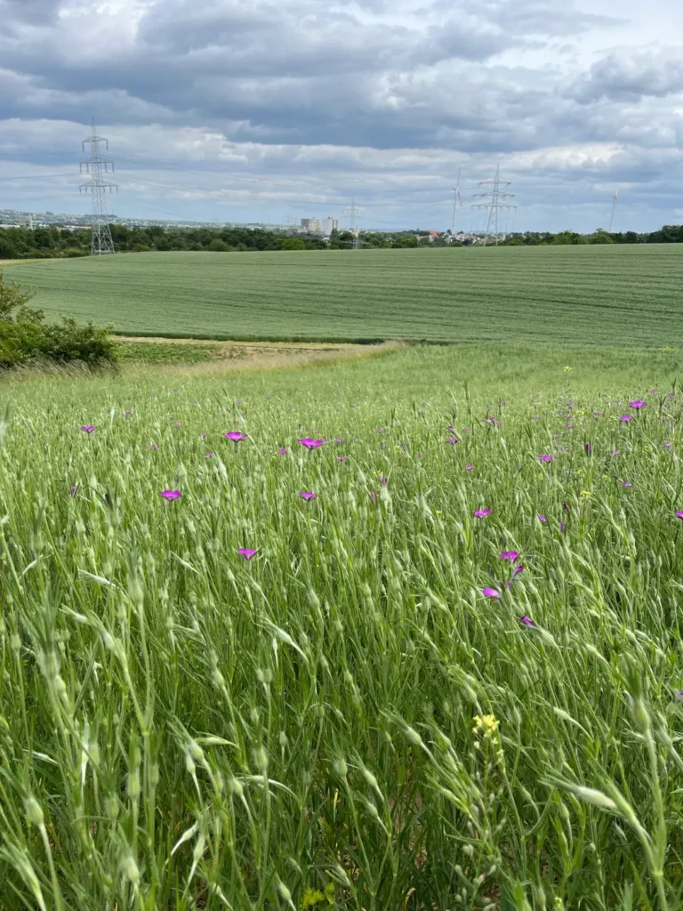 Kommunen für biologische Vielfalt - Praxisbeispiel - Landeshauptstadt Mainz - Lerchenberg-Erhaltungsacker2