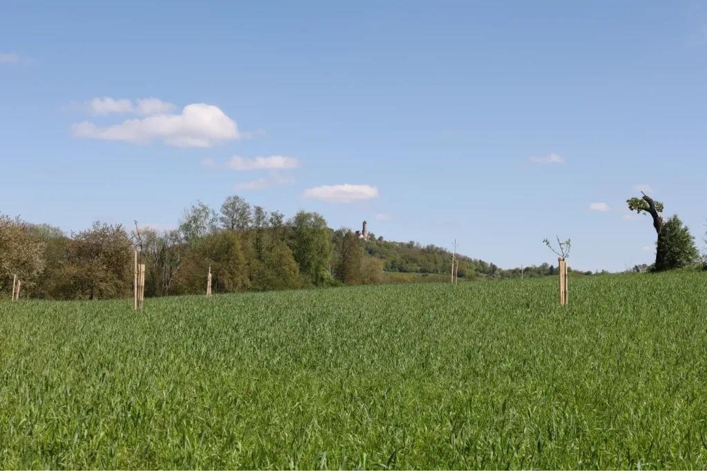 Kommunen für biologische Vielfalt - Praxisbeispiel - Gemeinde Stegaurach - Baumäcker1