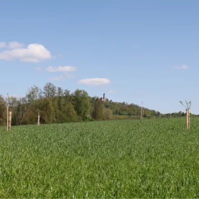 Kommunen für biologische Vielfalt - Praxisbeispiel - Gemeinde Stegaurach - Baumäcker1