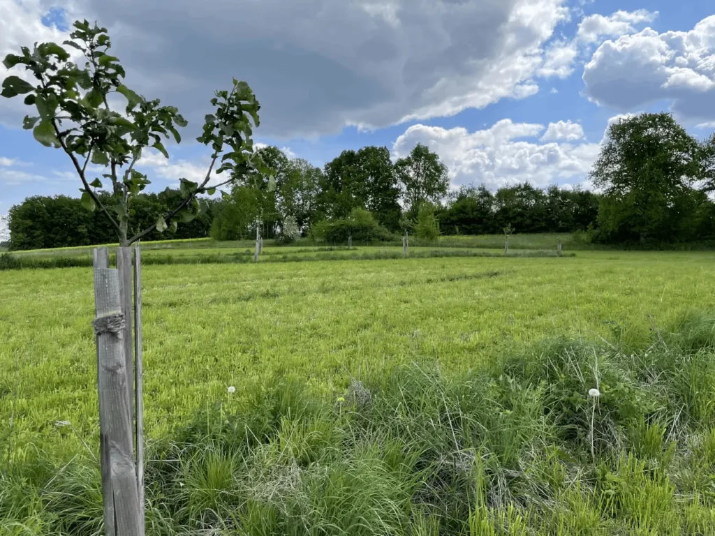 Kommunen für biologische Vielfalt - Praxisbeispiel - Gemeinde Stegaurach - Baumäcker2