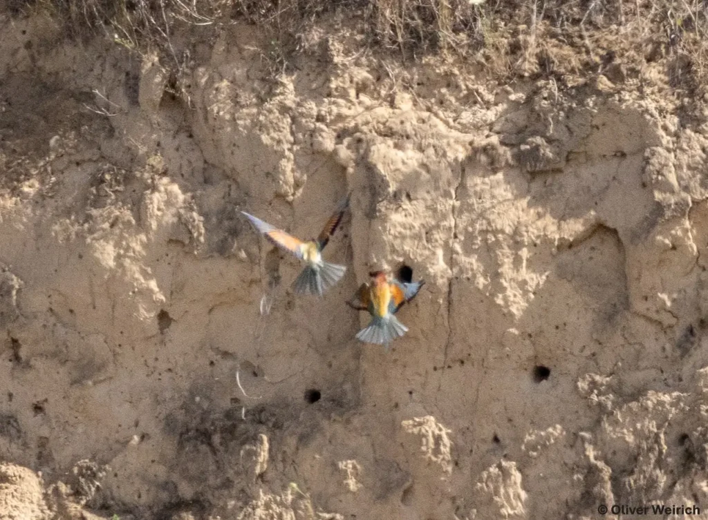 Kommunen für biologische Vielfalt - Praxisbeispiel - Stadt Wiesbaden - Brutröhren im Steinbruch Kalkofen1