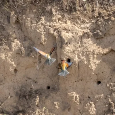 Kommunen für biologische Vielfalt - Praxisbeispiel - Stadt Wiesbaden - Brutröhren im Steinbruch Kalkofen1