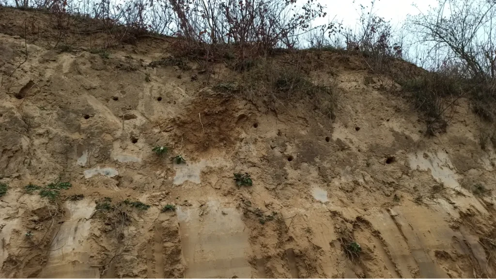 Kommunen für biologische Vielfalt - Praxisbeispiel - Stadt Wiesbaden - Brutröhren im Steinbruch Kalkofen5