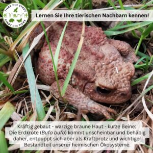 Tiere der Stadt Erdkröte1