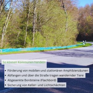 Tiere der Stadt Erdkröte2