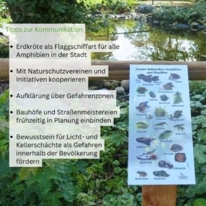 Tiere der Stadt Erdkröte4