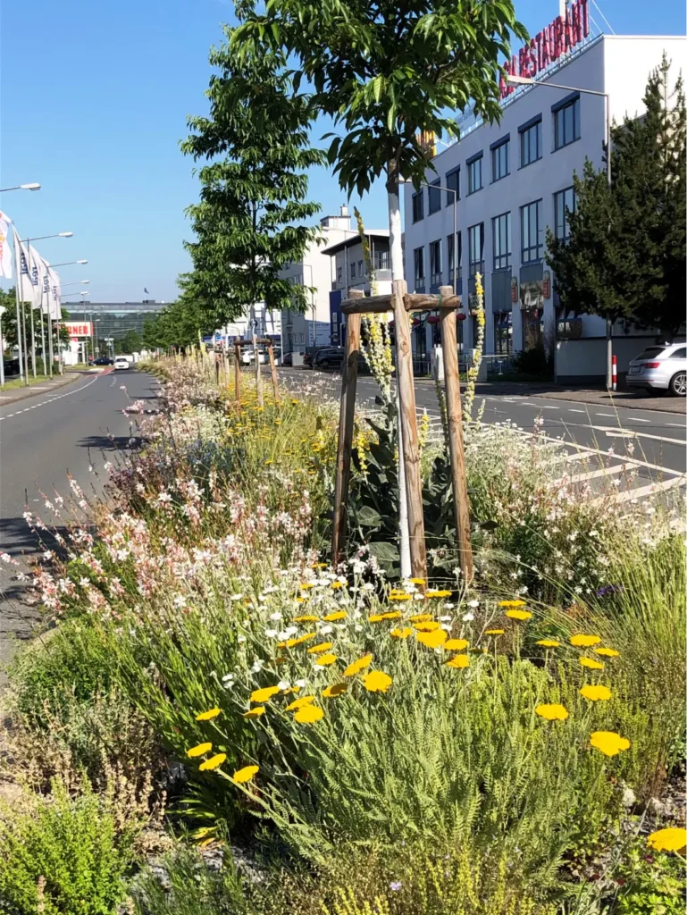 Kommunen für biologische Vielfalt - Praxisbeispiel - Stadt Dreieich - Entsiegelungsprojekt Robert-Bosch-Straße2