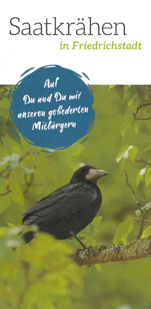 Saatkrähen in Friedrichstadt
