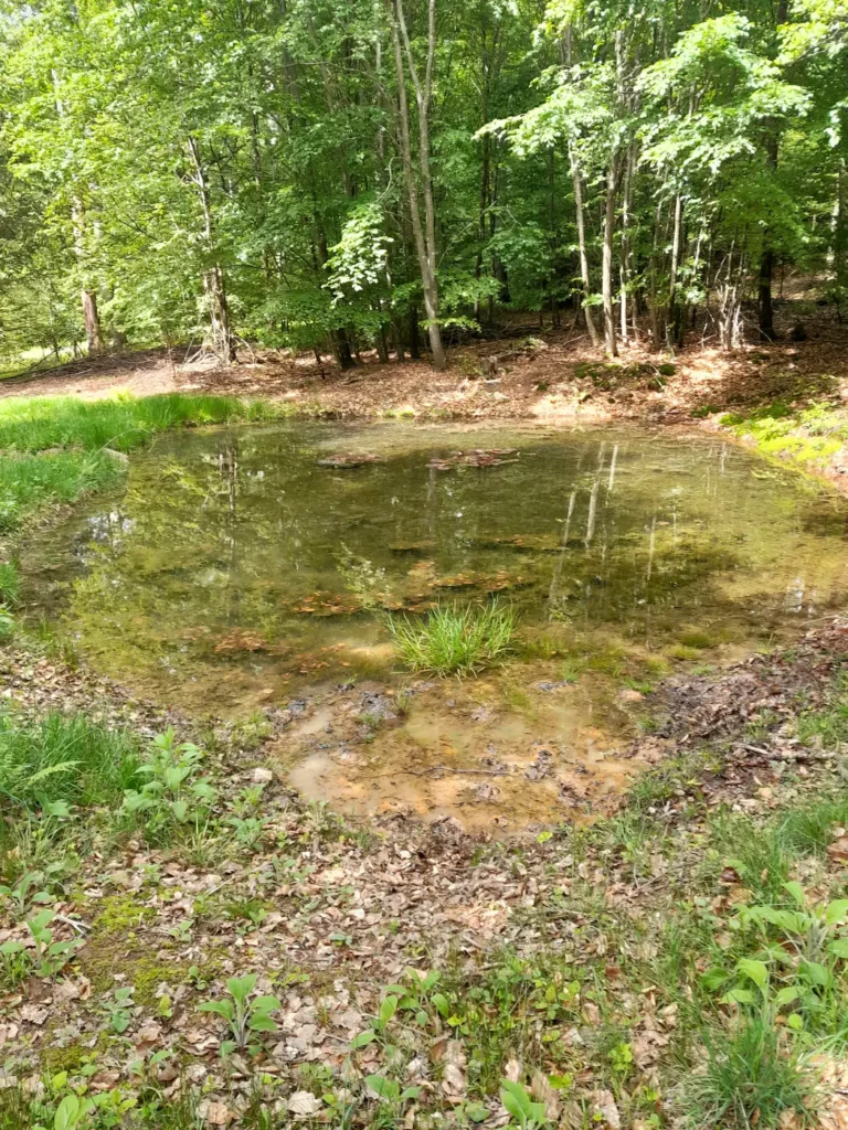 StadtGrün naturnah Bad Brückenau2. Tümpel im Stadtwald