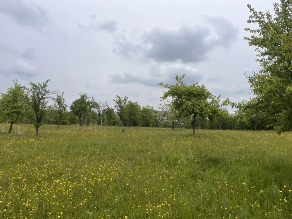 StadtGrün naturnah Haan1. Sinusmahd