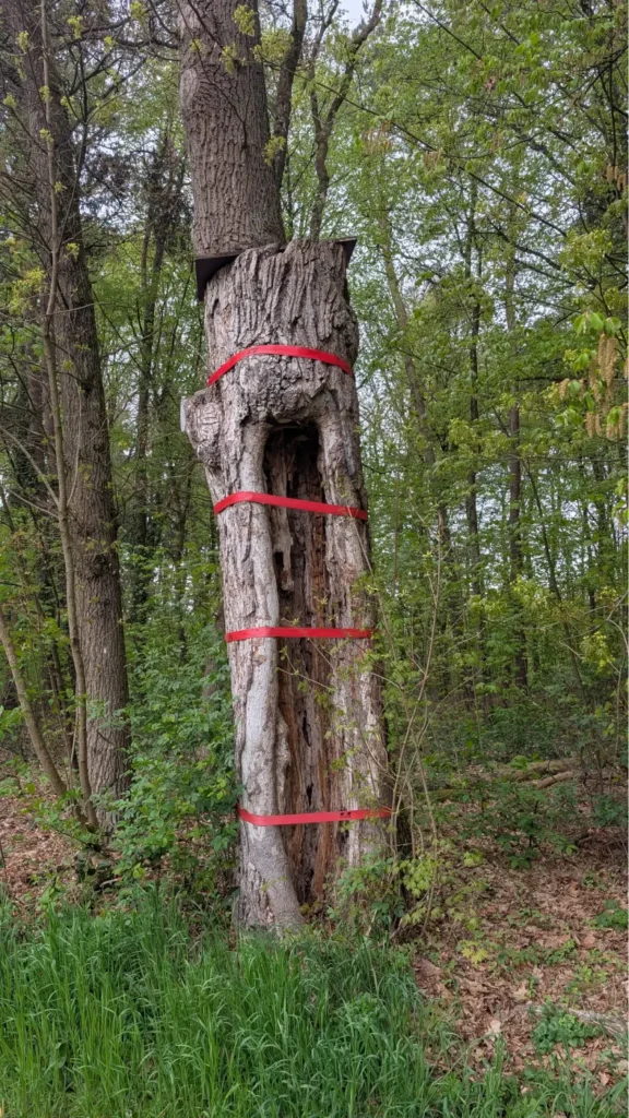 StadtGrün naturnah Neumarkt3. Totholzstamm
