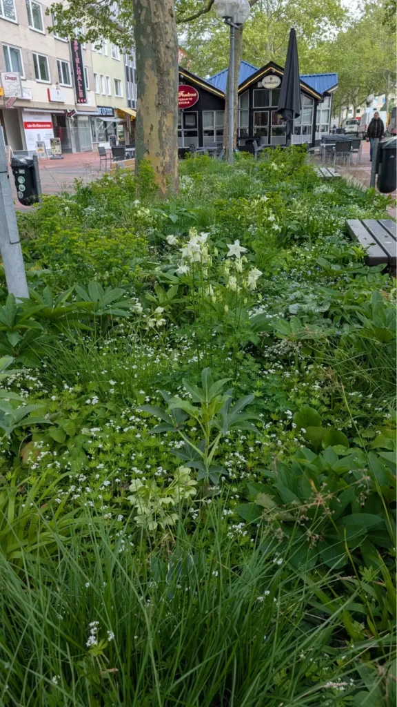 StadtGrün naturnah Wolfsburg1. Schattenstauden