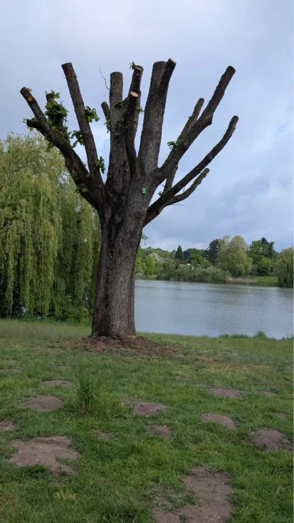 StadtGrün naturnah Wolfsburg2. Habitatbaum