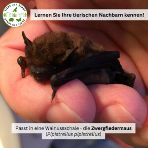 Tiere der Stadt Zwergfledermaus1. Zwergfledermaus