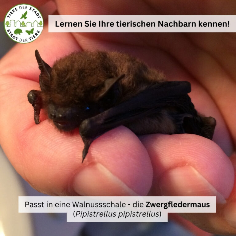 Tiere der Stadt Zwergfledermaus1. Zwergfledermaus