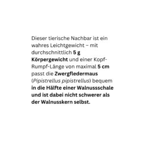 Tiere der Stadt Zwergfledermaus2