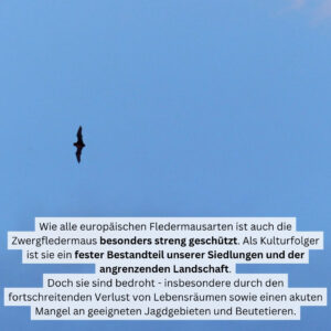 Tiere der Stadt Zwergfledermaus3. Fledermaus im Flug