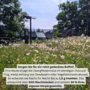 Tiere der Stadt Zwergfledermaus5. Nachtfalterblühwiese mit Fledermaushorchstation in Havelberg