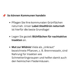 Tiere der Stadt Zwergfledermaus6
