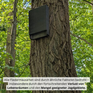 Tiere der Stadt Zwergfledermaus7. Nisthilfe
