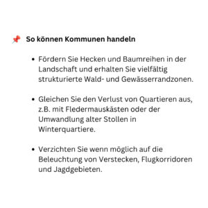 Tiere der Stadt Zwergfledermaus8