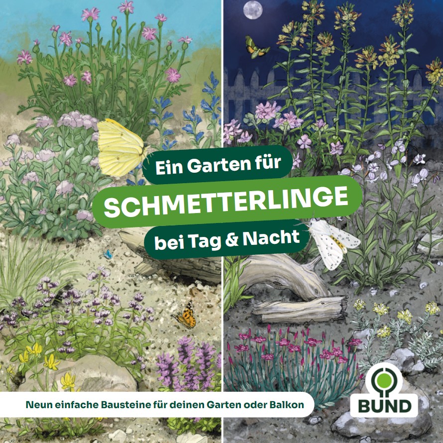 Ein Garten für Schmetterlinge bei Tag & Nacht