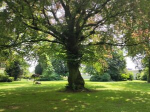 News-Webinar Baumschutzsatzungen 2026. Park mit alter Buche in Lemgo