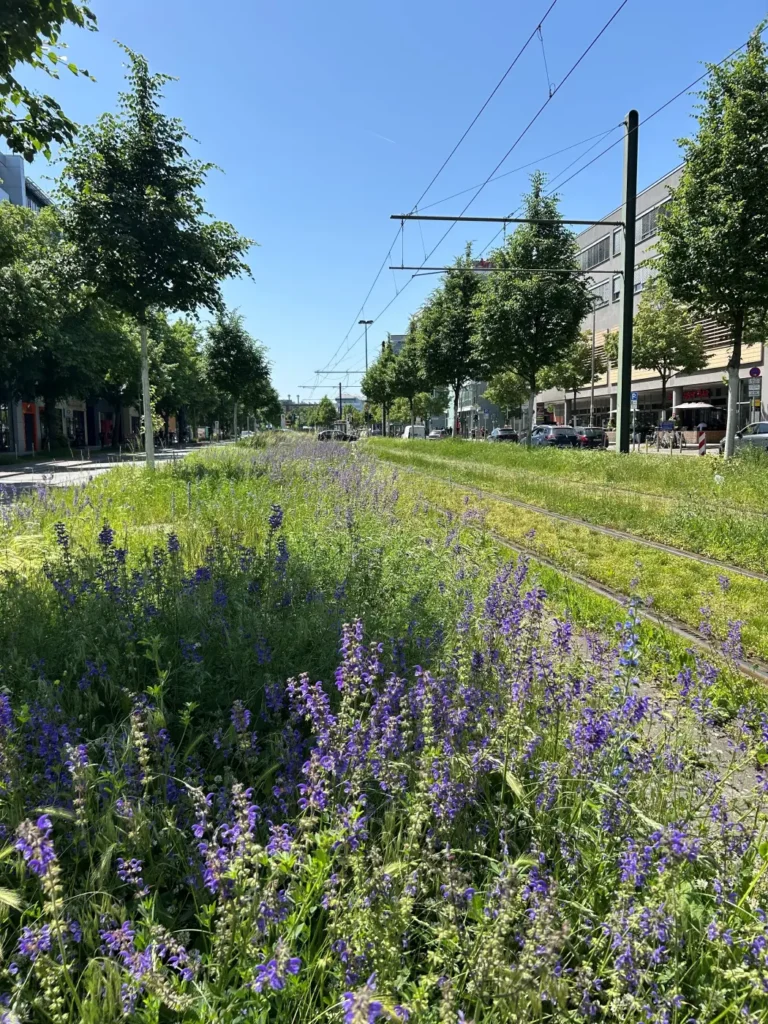 StadtGrün naturnah Treptow-Köpenick1. Rudower Chaussee