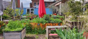 News Webinar Urbane Gemeinschaftsgaerten. Gemeinschaftsgarten. Carls Garten in Köln
